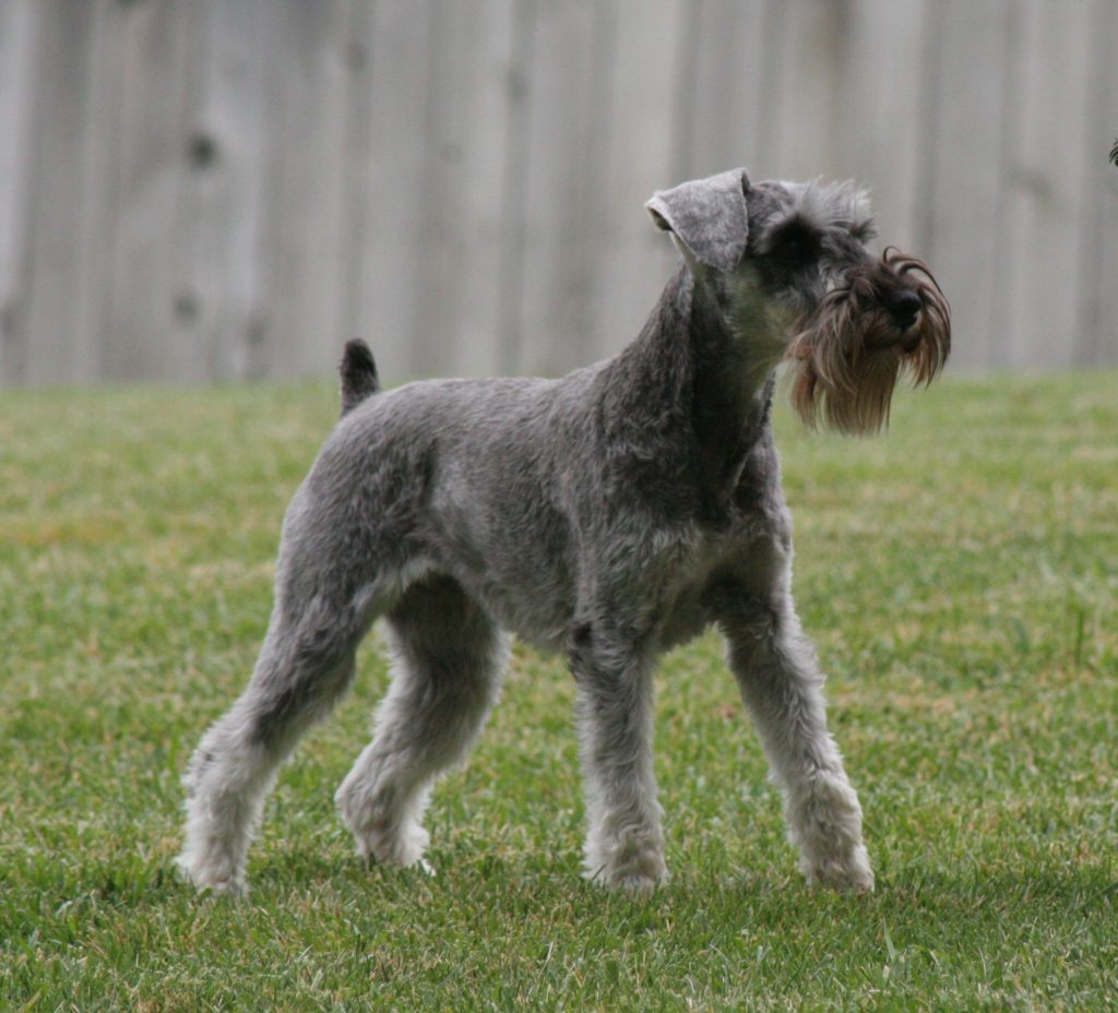 The AMSC Rescue Program - The American Miniature Schnauzer Club