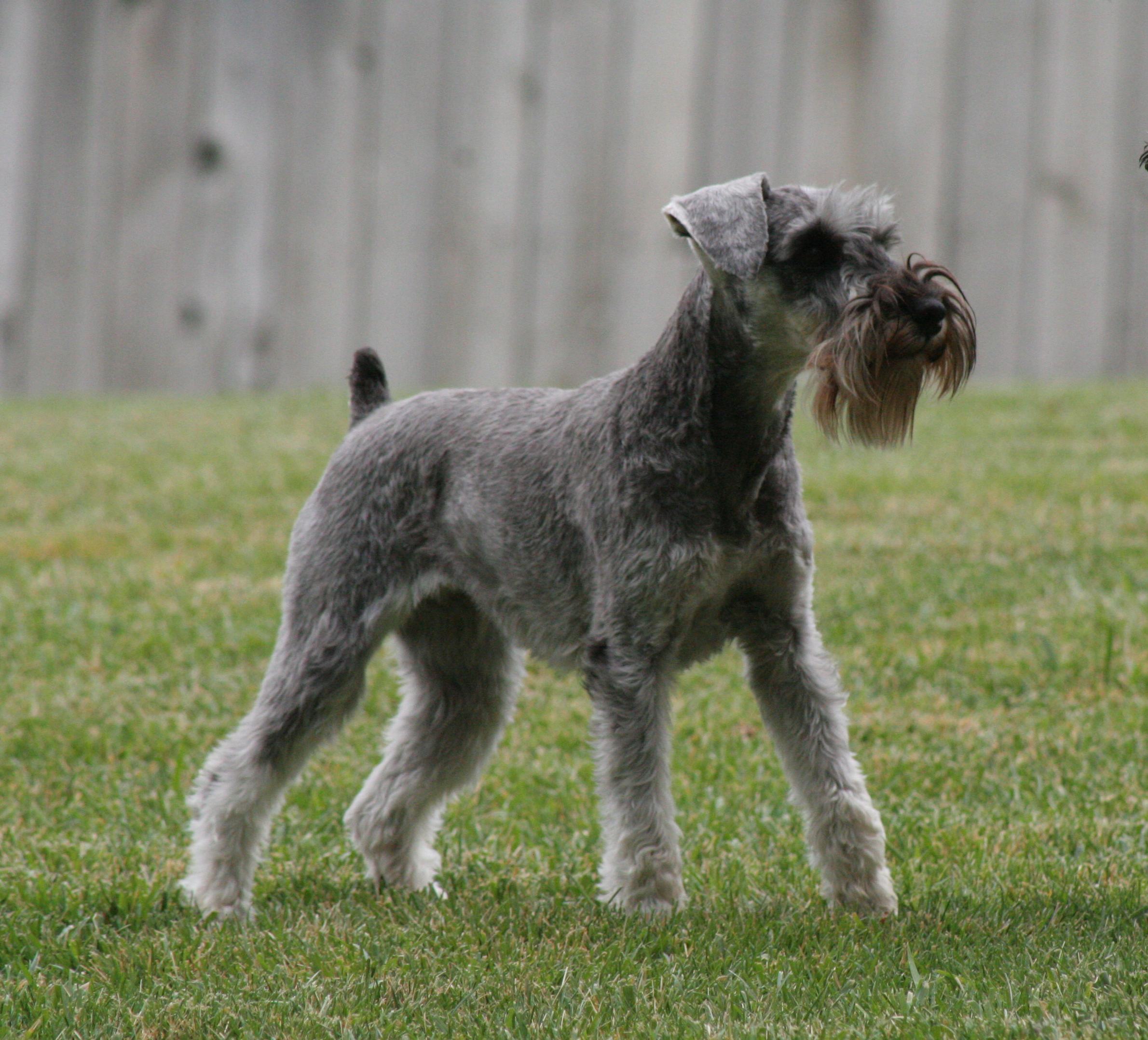 Rescue sales miniature schnauzer