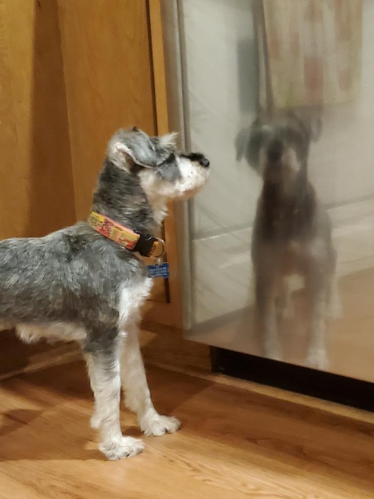 The AMSC Rescue Program - The American Miniature Schnauzer Club