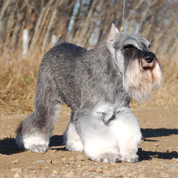 Home - The American Miniature Schnauzer Club