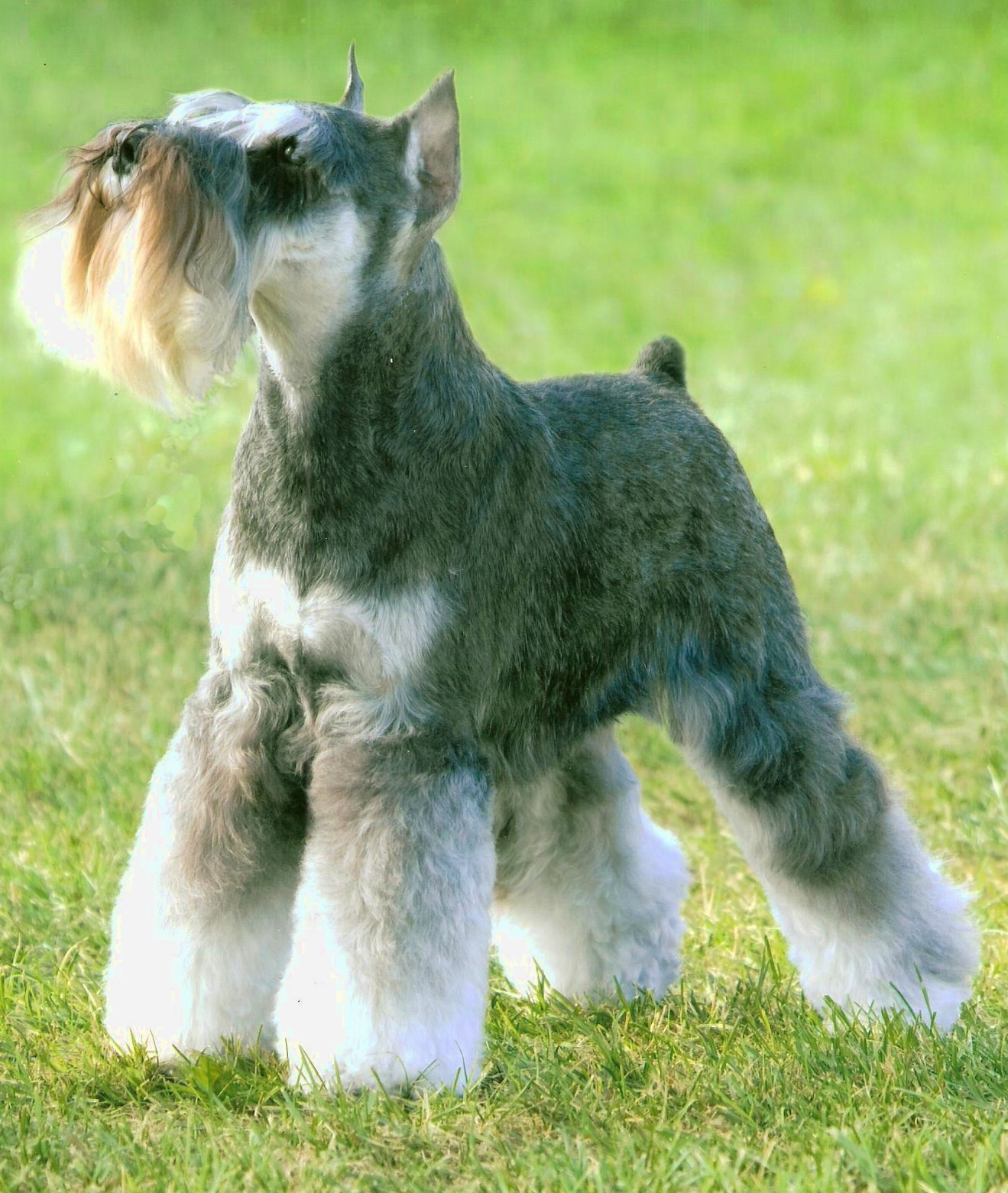File:Miniature Schnauzer on grass, Short Summer Cut (Named Fox or Mr.  Sir).jpg - Wikipedia