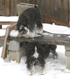 Schnauzers playing in snow
