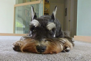 Schnauzer Laying Down - Toxic to Dogs