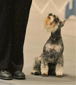 Training Tips for Miniature Schnauzers