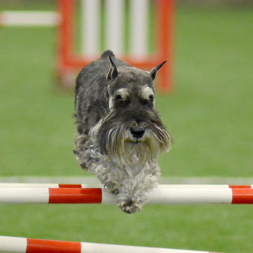 Home - The American Miniature Schnauzer Club