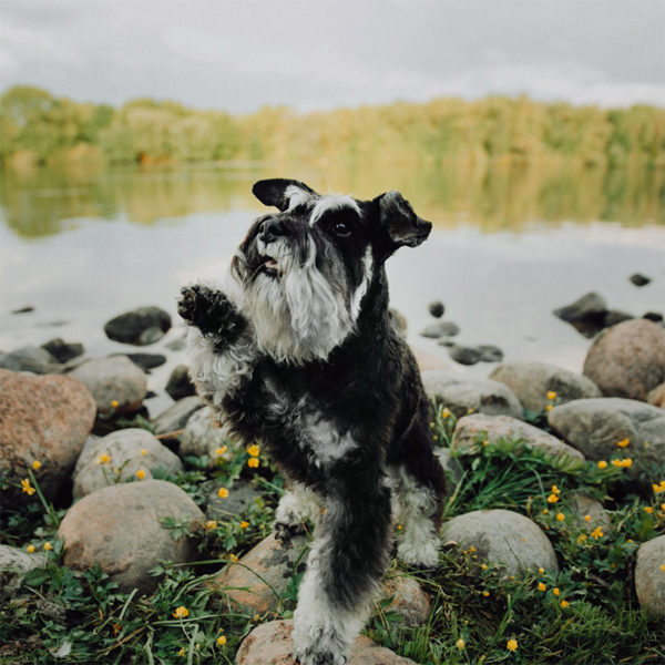 Gallery of Colors - The American Miniature Schnauzer Club