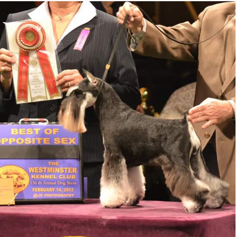 Gallery of Colors - The American Miniature Schnauzer Club