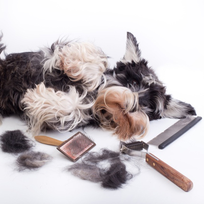 Prepping Your Miniature Schnauzer for the Groomer, by Nixi C, Creatures