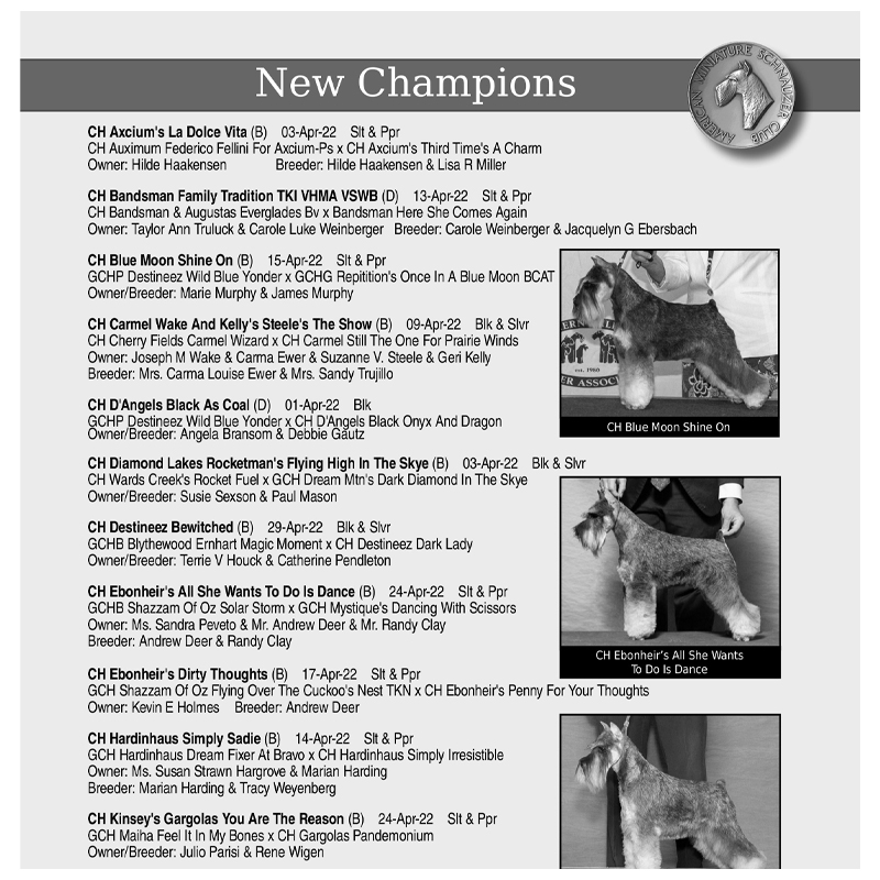 new-champion-section-the-american-miniature-schnauzer-club